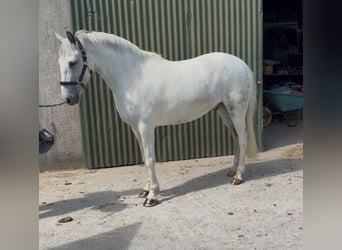 Connemara, Wallach, 7 Jahre, 147 cm, Blauschimmel
