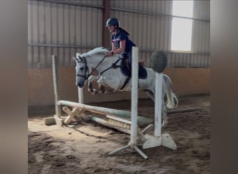 Connemara, Wallach, 7 Jahre, 147 cm, Blauschimmel