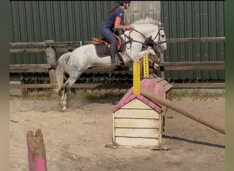 Connemara, Wallach, 7 Jahre, 147 cm, Blauschimmel