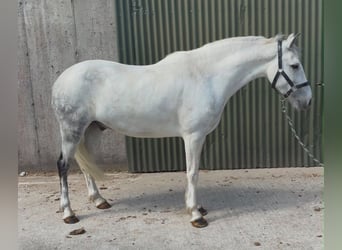 Connemara, Wallach, 7 Jahre, 147 cm, Blauschimmel