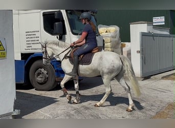 Connemara, Wallach, 7 Jahre, 147 cm, Blauschimmel