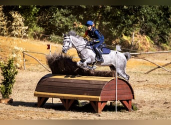 Connemara, Wallach, 7 Jahre, 148 cm, Apfelschimmel
