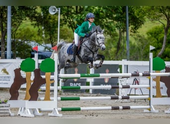 Connemara, Wallach, 7 Jahre, 148 cm, Apfelschimmel