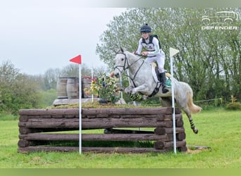 Connemara, Wallach, 7 Jahre, 148 cm, Schimmel