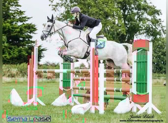 Connemara, Wallach, 7 Jahre, 148 cm, Schimmel