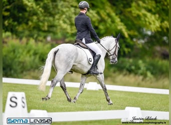 Connemara, Wallach, 7 Jahre, 148 cm, Schimmel