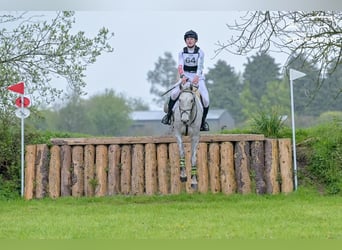 Connemara, Wallach, 7 Jahre, 148 cm, Schimmel