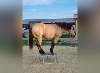 Connemara Mix, Wallach, 7 Jahre, 150 cm, Falbe