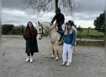 Connemara, Wallach, 7 Jahre, 152 cm, Palomino