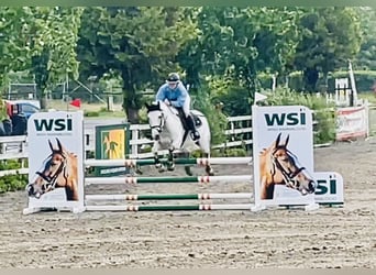 Connemara, Wallach, 7 Jahre, 152 cm, Schimmel