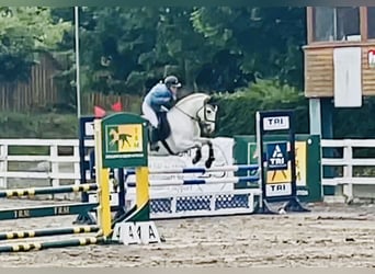 Connemara, Wallach, 7 Jahre, 152 cm, Schimmel