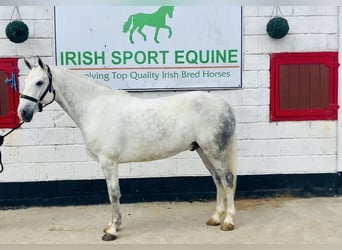Connemara, Wallach, 7 Jahre, 152 cm, Schimmel