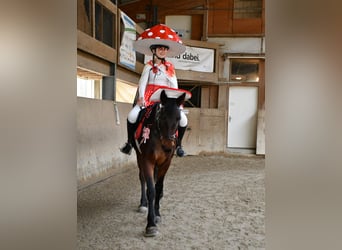 Connemara, Wallach, 7 Jahre, 153 cm, Brauner