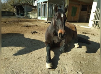 Connemara, Wallach, 7 Jahre, 156 cm, Dunkelbrauner