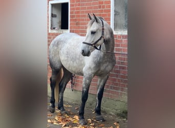 Connemara, Wallach, 7 Jahre, 158 cm, Apfelschimmel