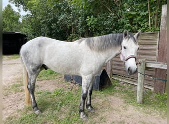 Connemara, Wallach, 7 Jahre, 158 cm, Schimmel