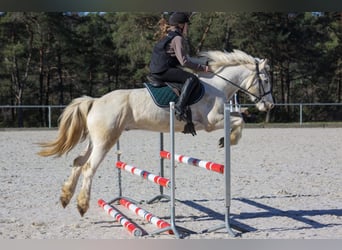 Connemara, Wallach, 7 Jahre, 160 cm, Fliegenschimmel