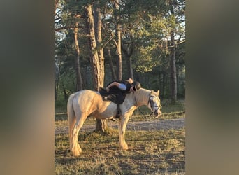 Connemara, Wallach, 7 Jahre, 160 cm, Fliegenschimmel