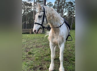 Connemara, Wallach, 7 Jahre, 160 cm, Fliegenschimmel