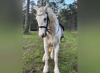 Connemara, Wallach, 7 Jahre, 160 cm, Fliegenschimmel