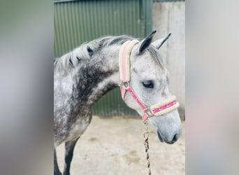 Connemara, Wallach, 8 Jahre, 140 cm, Apfelschimmel