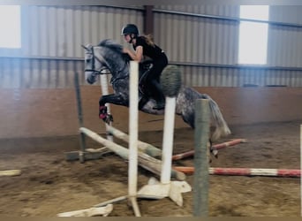 Connemara, Wallach, 8 Jahre, 140 cm, Apfelschimmel