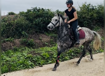 Connemara, Wallach, 8 Jahre, 140 cm, Apfelschimmel