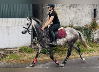 Connemara, Wallach, 8 Jahre, 140 cm, Apfelschimmel