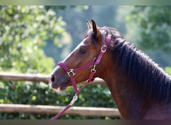 Connemara, Wallach, 8 Jahre, 144 cm, Brauner