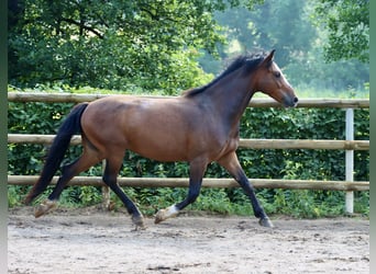 Connemara, Wallach, 8 Jahre, 144 cm, Brauner