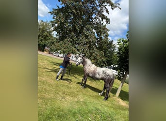Connemara Mix, Wallach, 8 Jahre, 146 cm, Apfelschimmel
