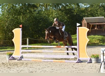 Connemara, Wallach, 8 Jahre, 146 cm, Brauner