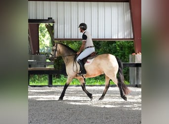 Connemara, Wallach, 8 Jahre, 147 cm, Falbe