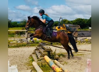 Connemara, Wallach, 8 Jahre, 148 cm, Schimmel