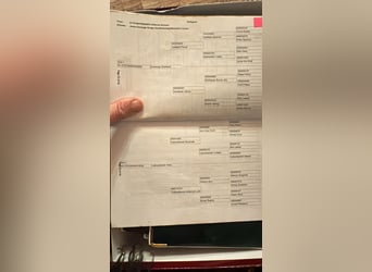 Connemara, Wallach, 8 Jahre, 154 cm, Falbe