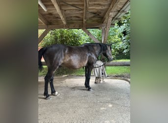 Connemara, Wallach, 8 Jahre, 156 cm, Brauner
