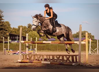 Connemara, Wallach, 8 Jahre, 160 cm, Apfelschimmel