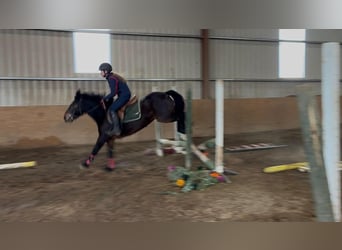 Connemara, Wallach, 8 Jahre, Rotbrauner