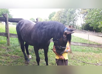 Connemara, Wallach, 9 Jahre, 144 cm, Kann Schimmel werden