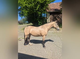 Connemara, Wallach, 9 Jahre, 145 cm, Falbe