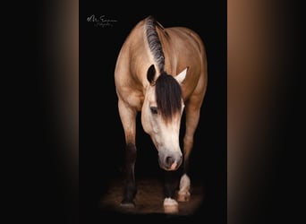 Connemara, Wallach, 9 Jahre, 145 cm, Falbe