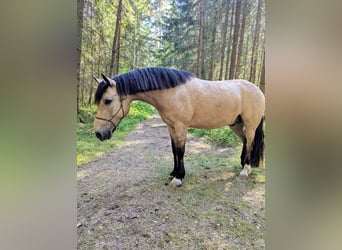 Connemara, Wallach, 9 Jahre, 145 cm, Falbe
