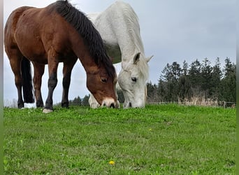 Connemara, Wallach, 9 Jahre, 146 cm, Brauner