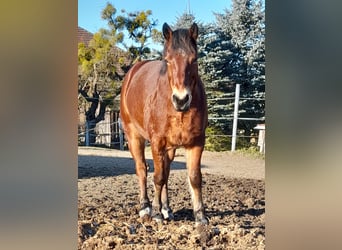 Connemara, Wallach, 9 Jahre, 146 cm, Brauner