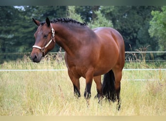 Connemara, Wallach, 9 Jahre, 147 cm, Brauner