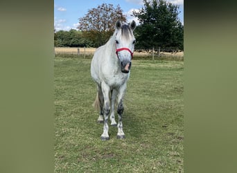 Connemara, Wallach, 9 Jahre, 148 cm, Apfelschimmel