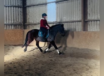 Connemara, Wallach, 9 Jahre, 148 cm, Brauner