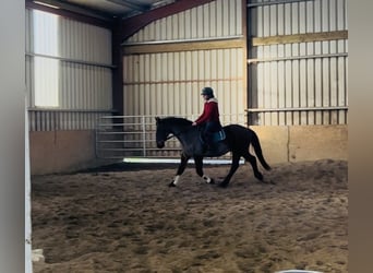 Connemara, Wallach, 9 Jahre, 148 cm, Brauner