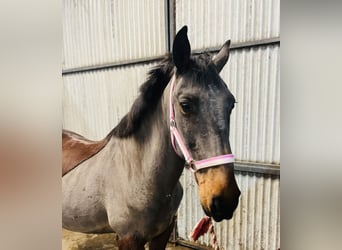 Connemara, Wallach, 9 Jahre, 148 cm, Brauner