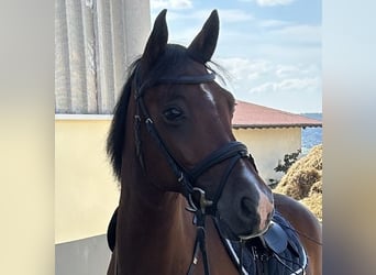 Connemara, Wallach, 9 Jahre, 150 cm, Brauner